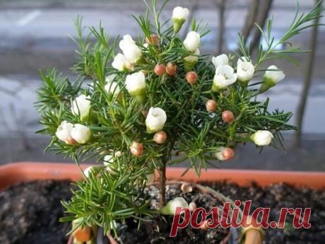 Вечнозелёный компактный кустарник не только очистит воздух от вредных микробов, успокоит, но и улучшит атмосферу в доме | САД | Яндекс Дзен