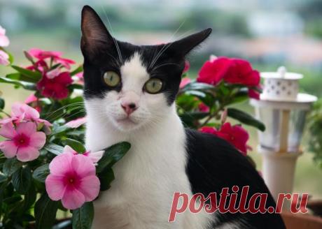 Как защитить комнатные растения от атаки игривого кота: 4 полезных совета