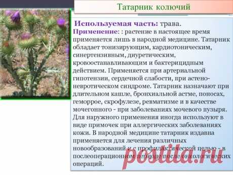 Татарник колючий