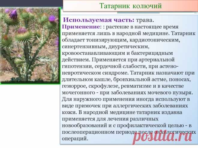 Татарник колючий