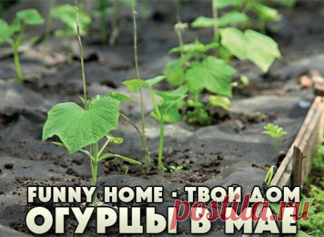 КАК ПОЛУЧИТЬ В МАЕ УЖЕ ГОТОВЫЕ ОГУРЦЫ?