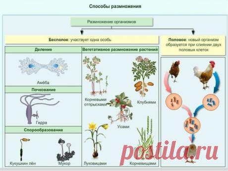 Размножение организмов – воспроизведение себе подобных. Это свойство характерно только для живых организмов. В природе встречаются 2 типа размножения бесполое и половое. В процессе эволюции сначала возникло бесполое размножение, а затем половое.

 Бесполое размножение:

 Собственно бесполое размножение – деление клетки надвое путем митоза. Оно характерно для простейших животных, одноклеточных водорослей.
Показать полностью...