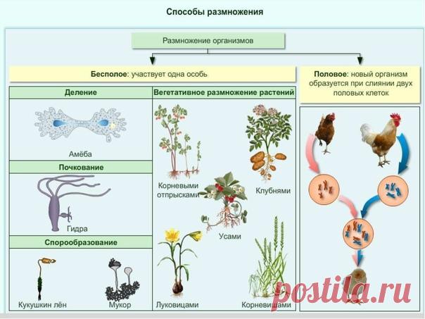 Размножение организмов – воспроизведение себе подобных. Это свойство характерно только для живых организмов. В природе встречаются 2 типа размножения бесполое и половое. В процессе эволюции сначала возникло бесполое размножение, а затем половое.

 Бесполое размножение:

 Собственно бесполое размножение – деление клетки надвое путем митоза. Оно характерно для простейших животных, одноклеточных водорослей.
Показать полностью...