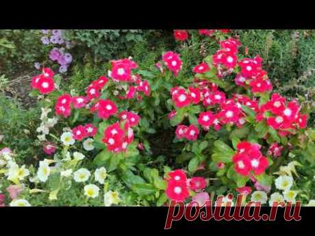 САМЫЕ ЛУЧШИЕ КАТАРАНТУСЫ СЕЗОНА 2023. КАКИЕ СОРТА КАТАРАНТУСОВ ВЫБРАТЬ. САН ШТОРМ РЕД ХАЛО, ПАЦИФИКА