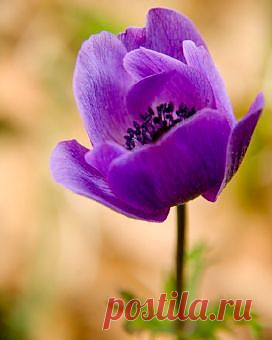 Анемона корончатая: проращивание, посадка и уход — FloweryVale.ru