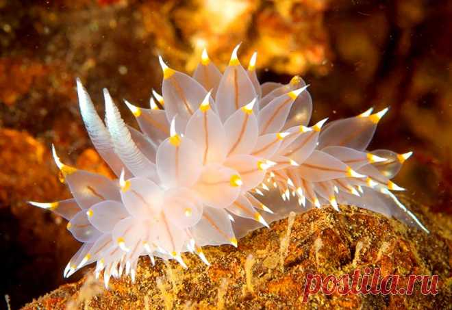 15 красивейших существ из морских глубин &raquo; Женский Мир
