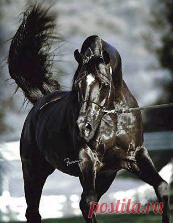 Сказал "НЕ буду! Значит -- не буду!"