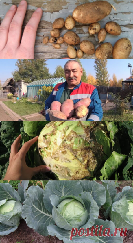 NaOgorod Мульчирование почвы: что это такое и почему вам это нужно
Правила севооборота: что и после чего можно сажать на грядках, чтоб предотвратить истощение почвы
Как использовать совместимость овощей при посадке и какие ошибки нельзя допускать
Как защитить свой огород от болезней и вредителей без использования химии
Секреты выращивания рассады и подготовки почвы для крупного урожая
Как составить идеальный план вашего огорода и календарь посадок овощей
многолетники для сада