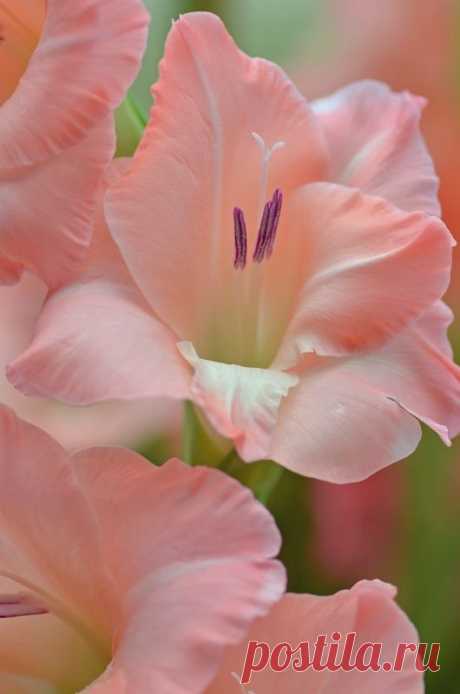 ✯ Gladiolas