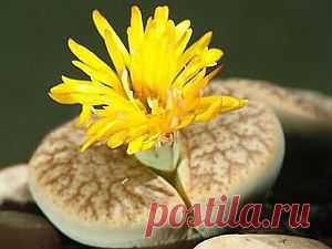 Литопсы, уход и размножение | Цветы и травы