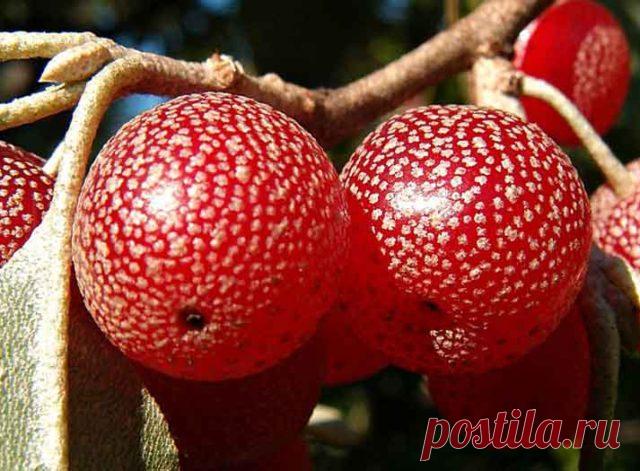 Что-то забыли — еще 4 сильные кровоочищающие ягоды | Здравие - блог Захара Журавлева