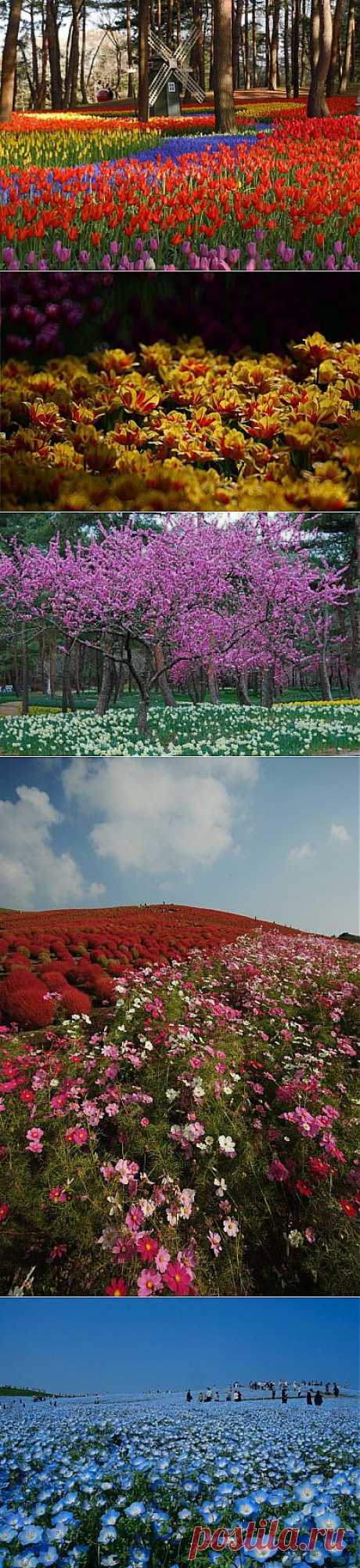 Японский сад цветов «Hitachi Seaside Park»