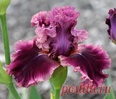 TB Iris germanica 'Romantic Gentleman' (Blyth, 2002)|   Pinterest • Всемирный каталог идей