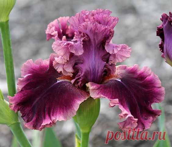 TB Iris germanica 'Romantic Gentleman' (Blyth, 2002)|   Pinterest • Всемирный каталог идей