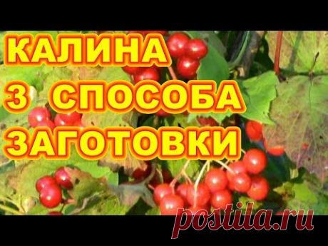 3 ПРОСТЫХ И БЫСТРЫХ СПОСОБА ЗАГОТОВКИ И ХРАНЕНИЯ КАЛИНЫ  ! - YouTube