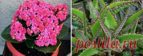 Уход за каланхоэ в домашних условиях Каланхоэ (лат. Kalanchoe) – комнатное растение, которое обычно выращивают из практичных соображений, как лекарственное растение. Переоценить полезность этого цветка трудно. Наравне с алоэ он давно и п...