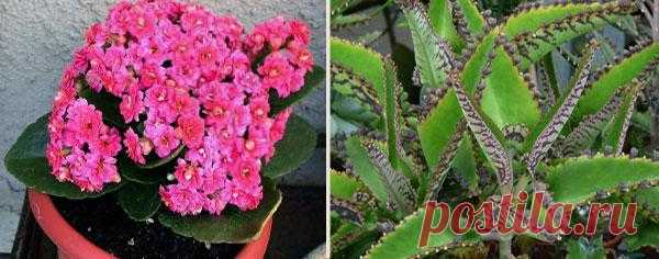 Уход за каланхоэ в домашних условиях Каланхоэ (лат. Kalanchoe) – комнатное растение, которое обычно выращивают из практичных соображений, как лекарственное растение. Переоценить полезность этого цветка трудно. Наравне с алоэ он давно и п...