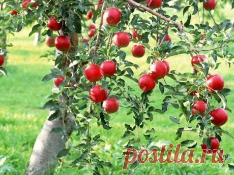 Как спасти яблоню :: если кору дерева съели мыши :: Сад и огород :: Сад и огород