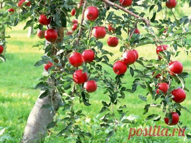 Как спасти яблоню :: если кору дерева съели мыши :: Сад и огород :: Сад и огород