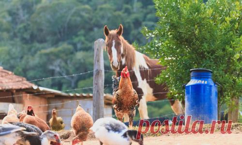 Удобряем почву правильно: достойная альтернатива навозу и золе