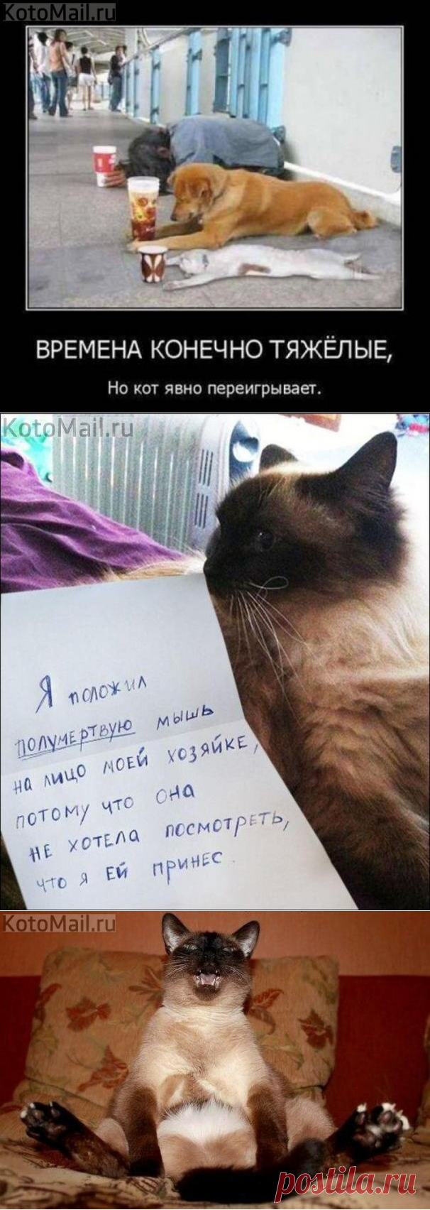 СКАЗИТЕЛЬ | KotoMail.ru