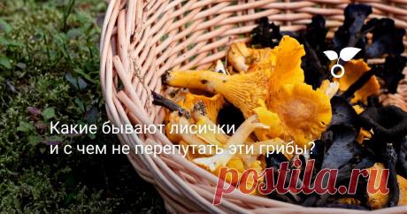 Какие бывают лисички и с чем не перепутать эти грибы? Этот год грибникам Кубани преподнёс подарок: осенью «рванула» чёрная лисичка. Вот о лисичках и самых разных «окололисичках» и будет статья: как выглядят, где и когда растут, как лучше употребить и что в них полезного.