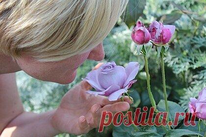 Российский врач рассказала о причинах потери обоняния при COVID-19. Российский врач и доцент кафедры оториноларингологии Уральского государственного медицинского университета Ксения Карташова рассказала, почему заболевшие COVID-19 теряют обоняние. По ее словам, это происходит из-за поражения нейронов или изменений в гиппокампе, части головного мозга.