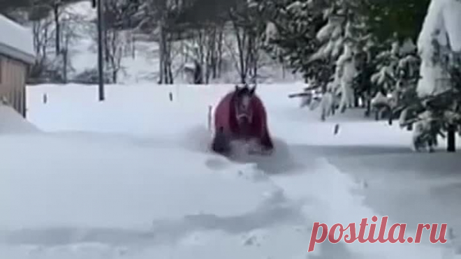 Радость для лошадки