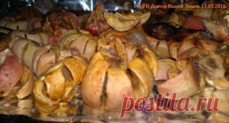 Сушка яблок в духовке с конвекцией фото видео