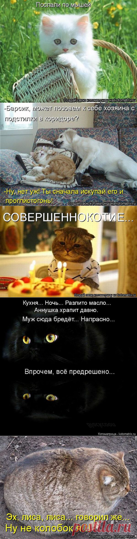 (+1) тема - Котоматрицы для хорошего настроения | Отдыхаем с юмором