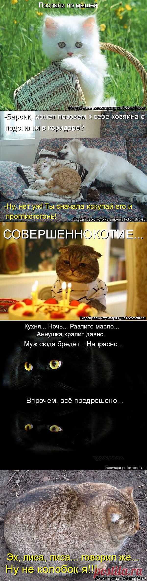 (+1) тема - Котоматрицы для хорошего настроения | Отдыхаем с юмором