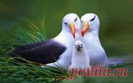 Акварельные коты Эндре Пеновака / Surfingbird.ru
