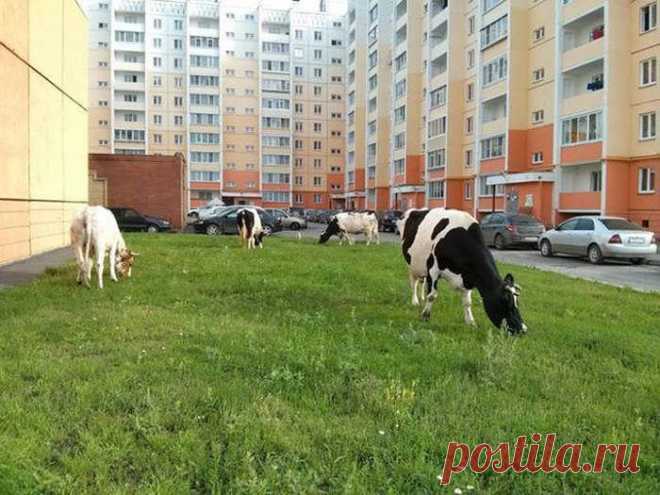 Это Россия, детка. Вот умора! / Всё самое лучшее из интернета