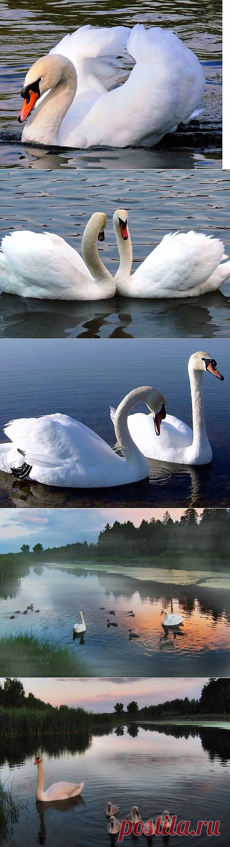 Фото животных - ЗооФото - Лебеди на озере Фото