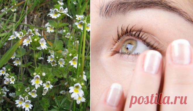 Очанка — спасительница зрения и памяти! Трава, которая заменит окулиста — если не лениться и правильно лечиться