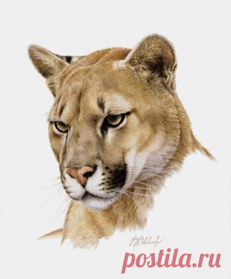 Кошачьи портреты Гая Коэлича - Искусство животных Гая Коэлича