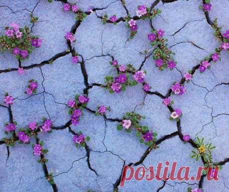 20 фотографий, где природа победила цивилизацию: ↪ Впечатляет!