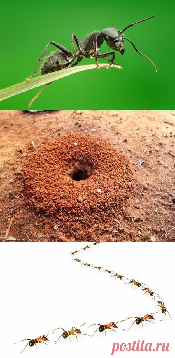 Муравьи: эффективные методы борьбы с муравьями