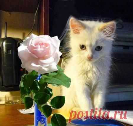 Архив открыток отправленных 16 Декабря 2014 года. Добавили: Алла Васильева, Тория , Елена