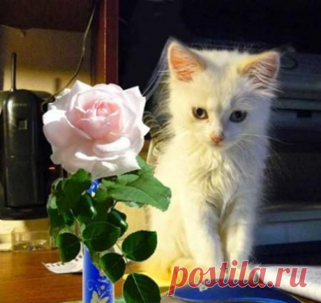 Архив открыток отправленных 16 Декабря 2014 года. Добавили: Алла Васильева, Тория , Елена