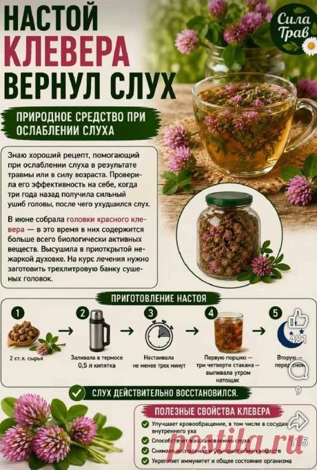 Настой клевера вернул слух