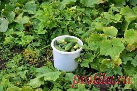 РАСТВОРЫ ДЛЯ УРОЖАЯ ОГУРЦОВ