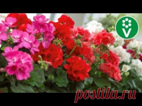 ПОРА СЕЯТЬ! Тонкости выращивания пеларгонии из семян