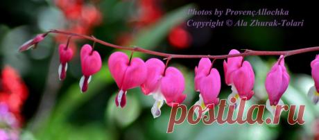 Juste des Photos Pro Provence.: Coeur de Marie.