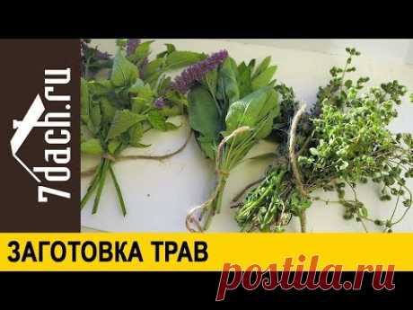 Заготовка пряных и лекарственных трав - 7 дач