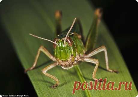 Крупные планы насекомых от фотографа Даррона Мэттьюса – ZooPicture.ru