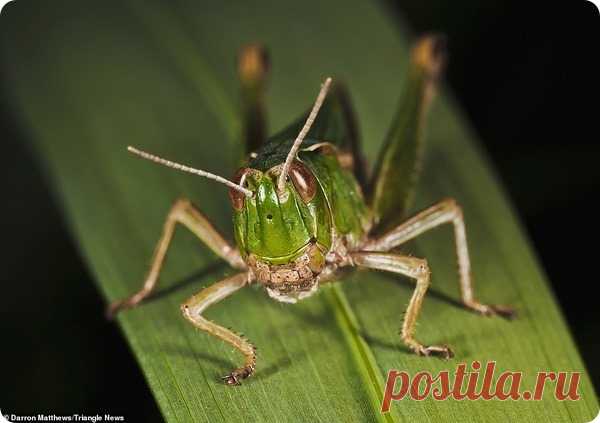 Крупные планы насекомых от фотографа Даррона Мэттьюса – ZooPicture.ru