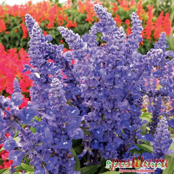 Семена. Цветы. Сальвия 