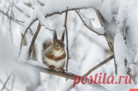 Фото: ***. Фотограф Сергей Аникин. Фото животных. Фотосайт Расфокус.ру