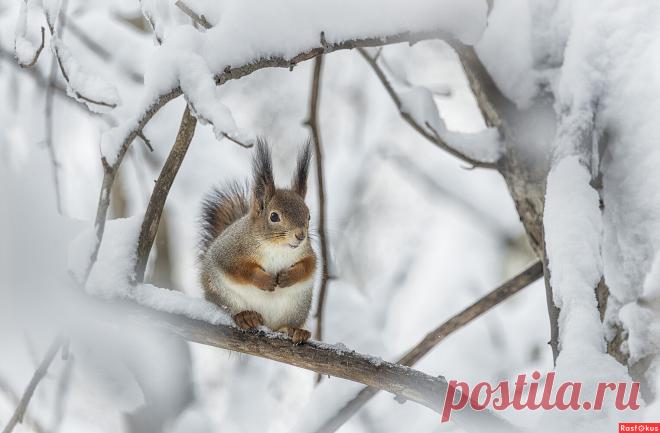 Фото: ***. Фотограф Сергей Аникин. Фото животных. Фотосайт Расфокус.ру